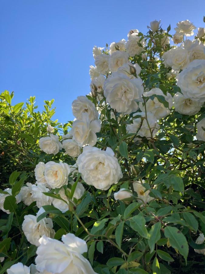 La Rosa del lago Bracciano  Exterior foto